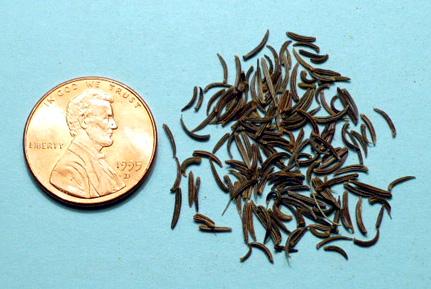 Black cumin